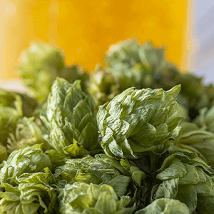 ️啤酒酵母(含維生素D)