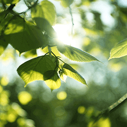 T.Oathan Biotech Co.,Ltd. | Pili Pala酵素益生菌 | XIAN XIAN纖纖 | WEI WEI 威威 | GULI 骨力