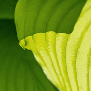 T.Oathan Biotech Co.,Ltd. | PILIPALA | XIAN XIAN | WEI WEI | CULI CULI