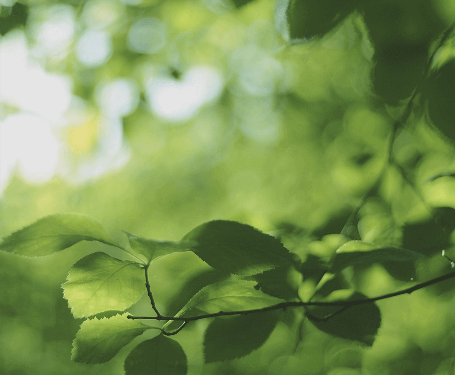 T.Oathan Biotech Co.,Ltd. | Pili Pala酵素益生菌 | XIAN XIAN纖纖 | WEI WEI 威威 | GULI 骨力