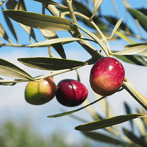 Olive Fruit Extract