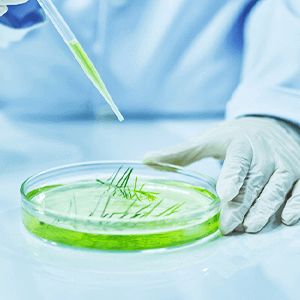 TF Plant Extract Complex