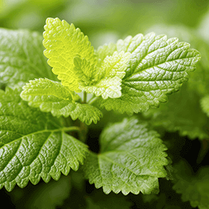 Lemon Balm Complex Extract